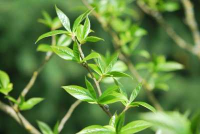 Stewartia sinensis - stewartie čínská - jarní větévka